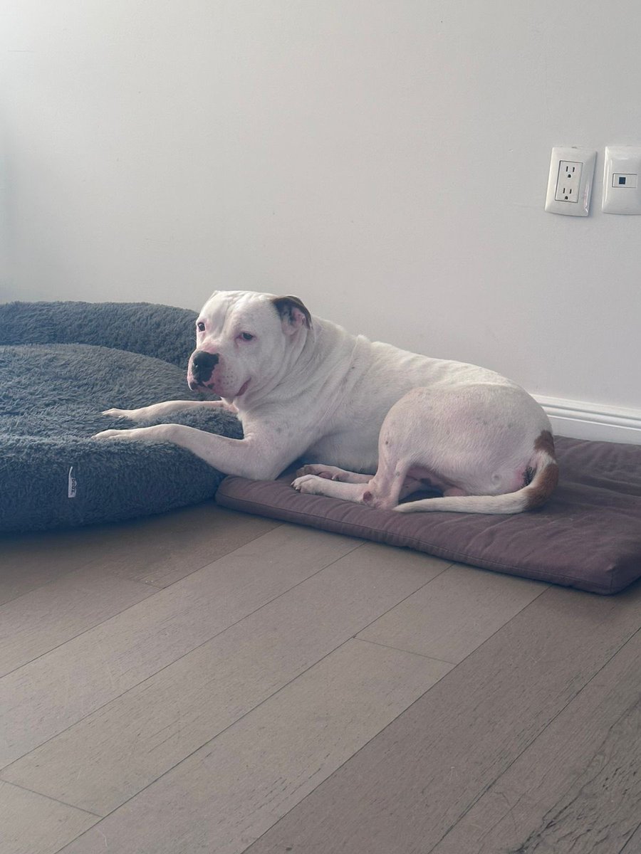 Se puede ser más consentido? Tiene una camita para su cuerpo y otra para sus patitas y cabeza

Yo creo que el Dominó encadenado y a horas de acabar en la perrera espantosa jamás imaginó que sus patitas tendrían su propia cama 😍🥹

Mi bebito!!!

Rescaten! Cuiden! Adopten!