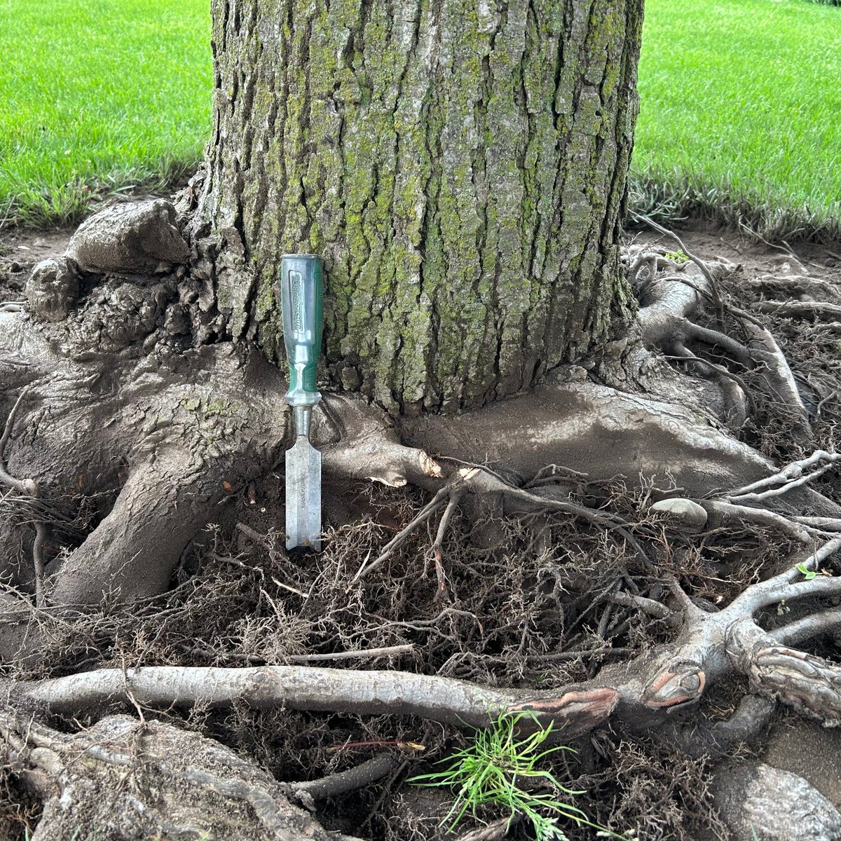Have you registered for our Tree Care 101 Class with Emma yet? It's Thursday, June 19th at 6 p.m. Register here ➡️  loom.ly/JE6eoHM

#Wellfield #wellcrafted #INElkhartCO #growingcommunity #treecare #class #tree_shotz