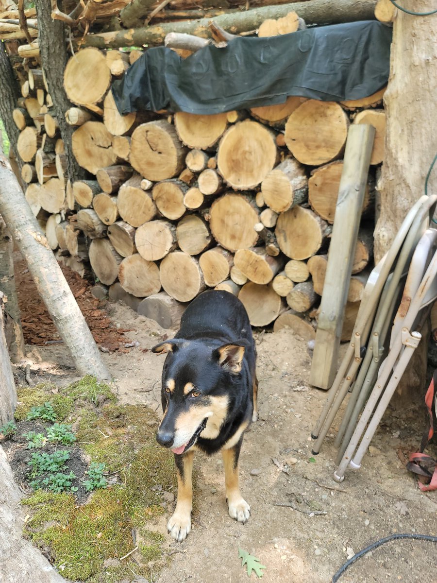 wolfowl1210's tweet photo. This K9 has been to 8 Electric forest and hoping to get miracle  wristband 2025 Electric forest https://t.co/b05QU5jgYu