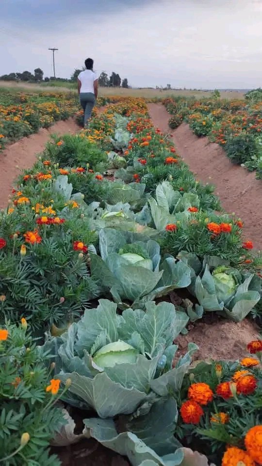 N_SmartFarmer's tweet image. Intercropping Mexican marigolds with cabbages is a natural pest management strategy. 

The marigolds act as a barrier and a guide crop, repelling harmful insects while supporting safe, chemical-free food production.

#PestManagement
#AgricultureSustainability

@Obed_Ishimwe22