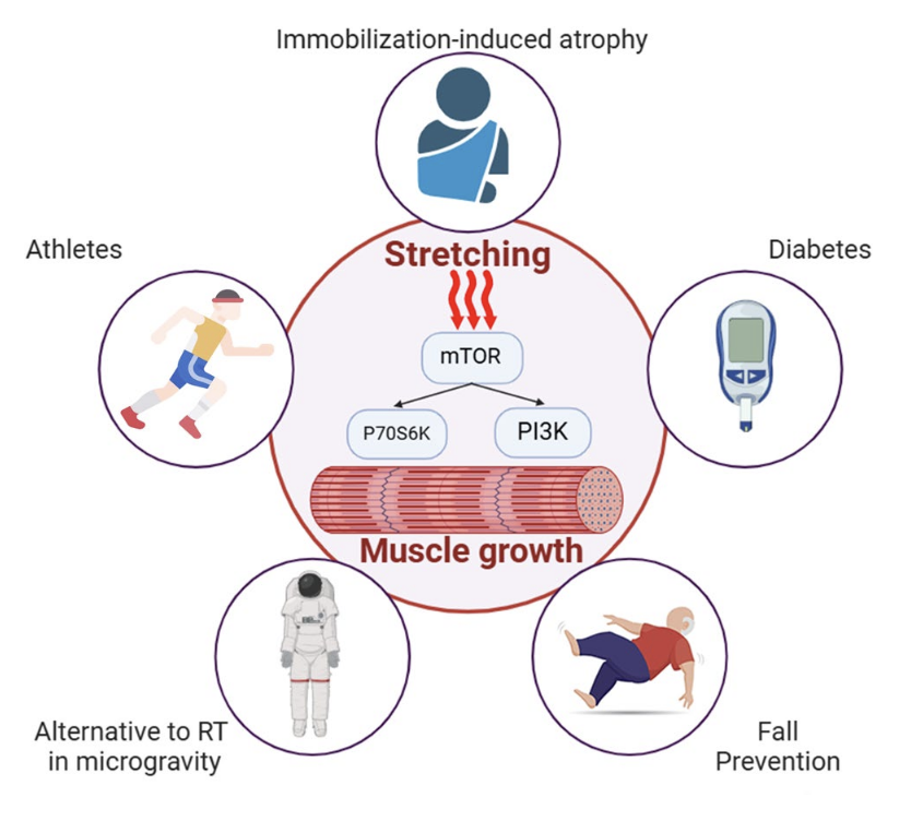 Antonio García-Hermoso tweet media