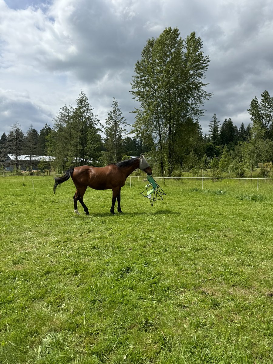 horse carrying chair with mouth perhaps getting ready to sit down and enjoy beautiful weather