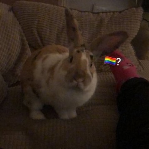 bnu 🐇👽 tweet media