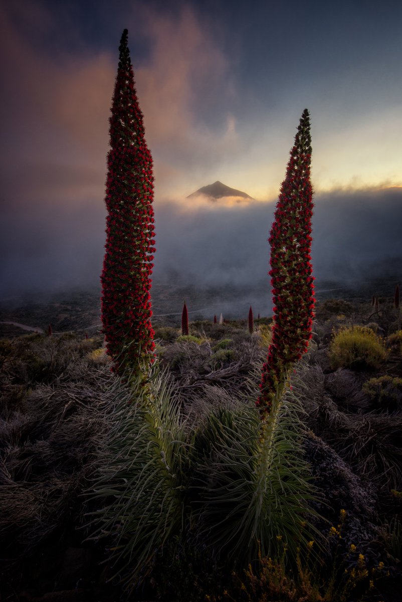 Zeworldphoto's tweet photo. Estos días he subido alguna foto con el Teide y el Rosalillo de Cumbre, por aquí algunos endemismos más: el Codeso, la Margarita del Teide, el Tajinaste Rojo y la Hierba Pajonera. https://t.co/WaylFLHjIS