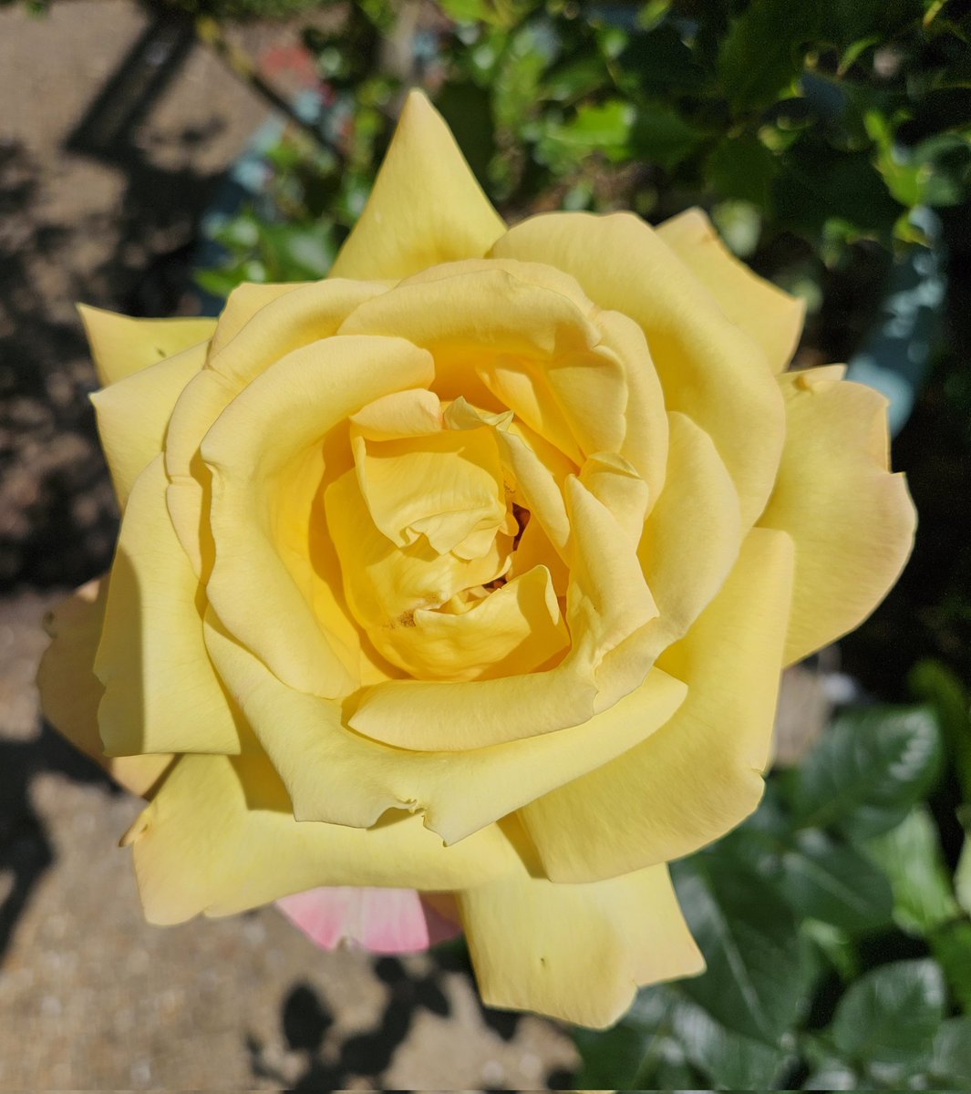 katkatski's tweet image. What a difference 24 hours makes, and a difference I wasn't expecting! I almost can't believe it's the same rose, but I promise you it is!
#SmallBeautiesHour #BecauseOfClem #ThreadOfGold