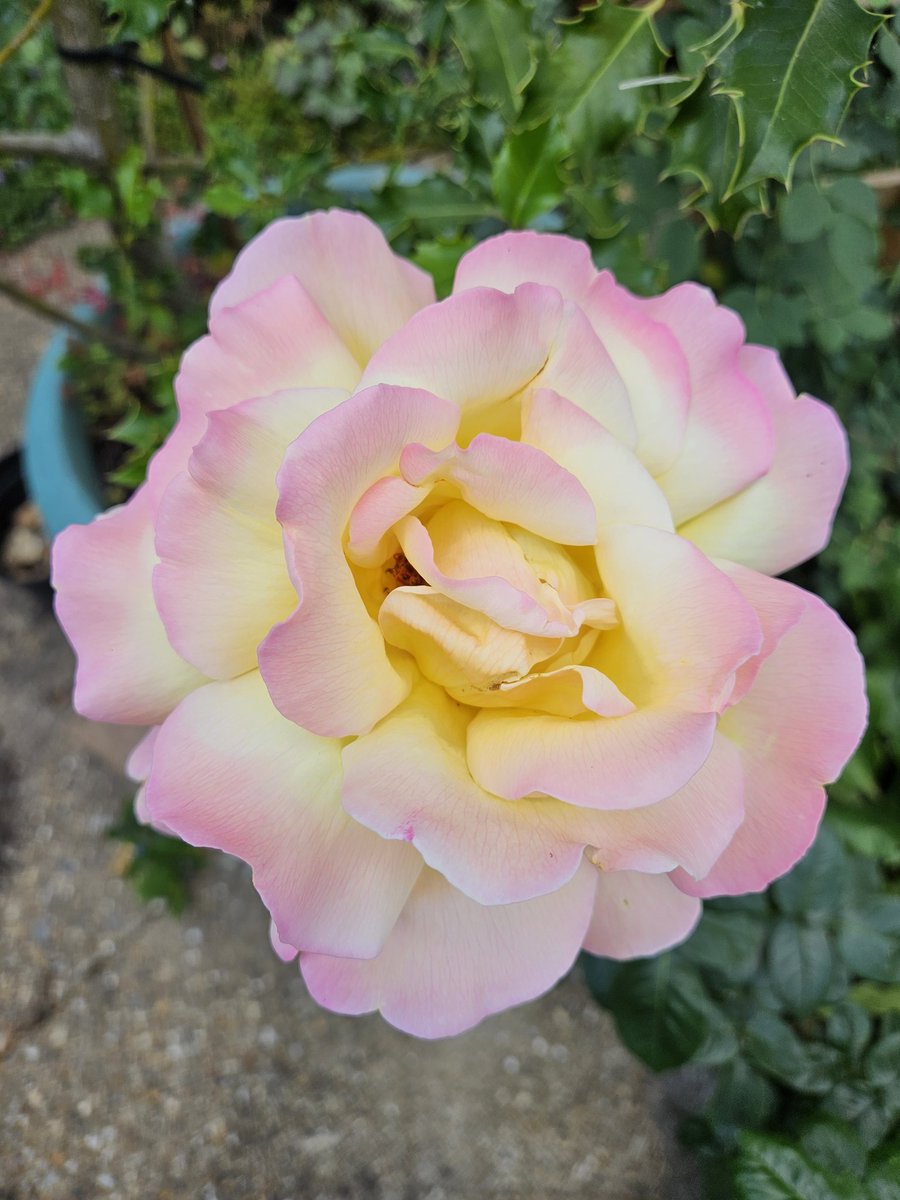 katkatski's tweet image. What a difference 24 hours makes, and a difference I wasn't expecting! I almost can't believe it's the same rose, but I promise you it is!
#SmallBeautiesHour #BecauseOfClem #ThreadOfGold