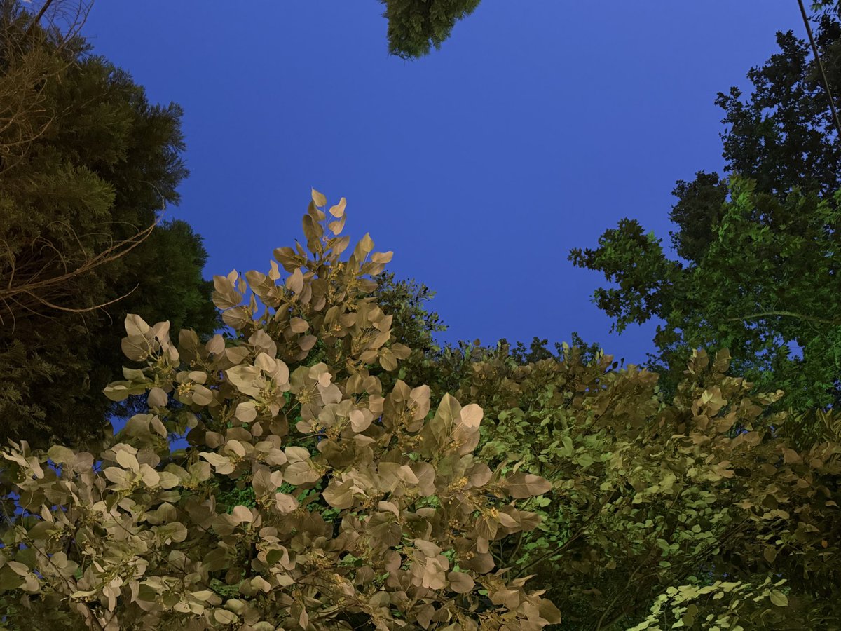 “Ruhum yağmur yağmur göğe çekilir;
Ihlamurlar çiçek açtığı zaman.”

#şiir