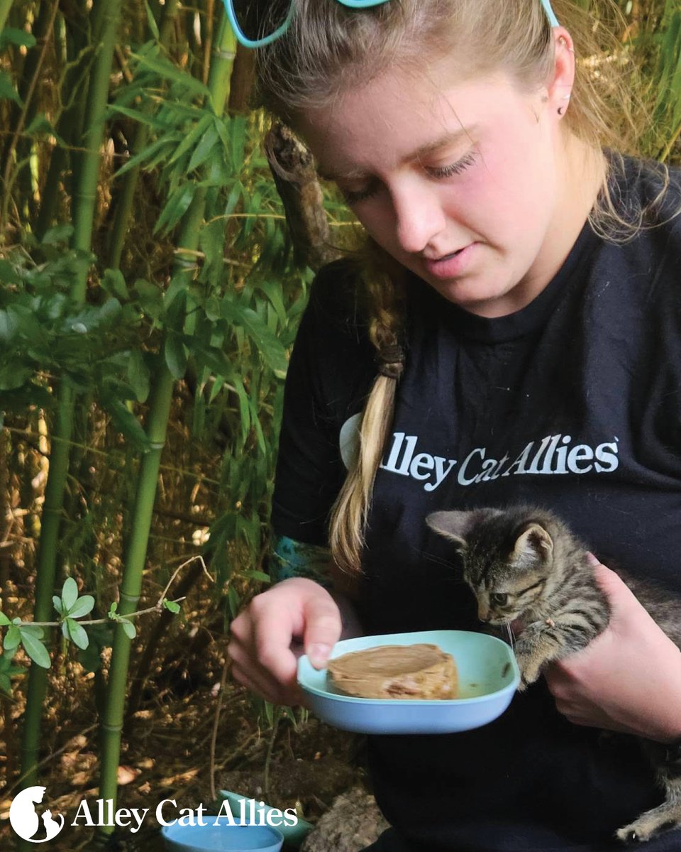 Our team had quite the busy weekend protecting cats! Among the highlights: 

We provided a little on-the-ground care to a litter of kittens near Houston, Texas--including some nutritious wet food.

...