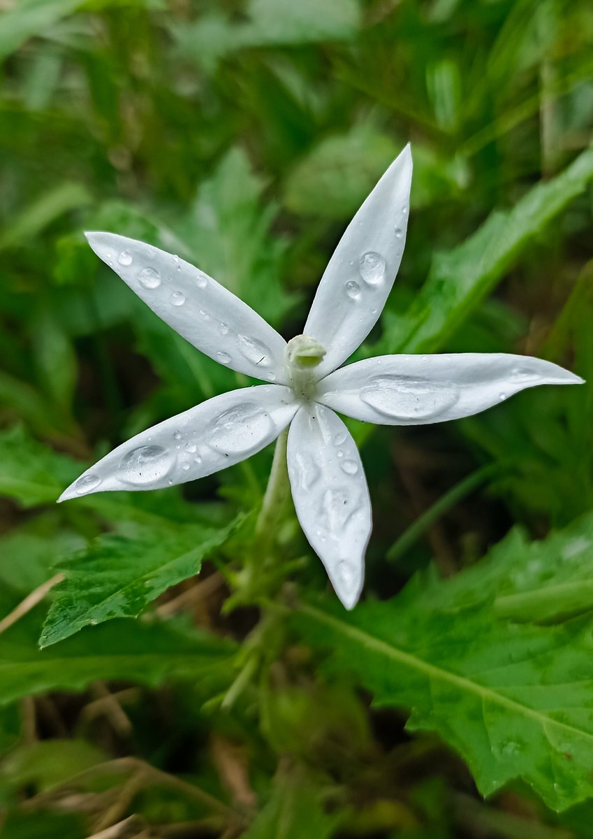 savimbos's tweet photo. So fresh. Can you believe its poisonous? 😈 #HippobromaLongiflora #Ecosysteme https://t.co/lBjiO4rPyC