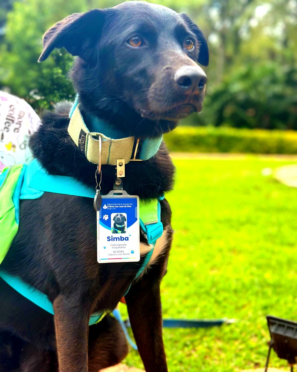 Simba, un perrito sin hogar, rechazado por su apariencia, se convirtió en asistente emocional en la Clínica San Juan de Dios, transformando la vida de cientos de pacientes, sobre todo niños 😍🐶.

Abandonado en las calles y confinado durante largos meses en un refugio, su corazón