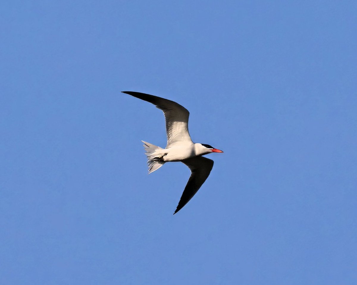 Matthew Deans (@deansmatthew) on Twitter photo The lovely Caspian Tern entering Suffolk airspace <a href="/RSPBLakenheath/">RSPB Lakenheath Fen</a> on Saturday evening. The lovely Caspian Tern entering Suffolk airspace <a href="/RSPBLakenheath/">RSPB Lakenheath Fen</a> on Saturday evening.