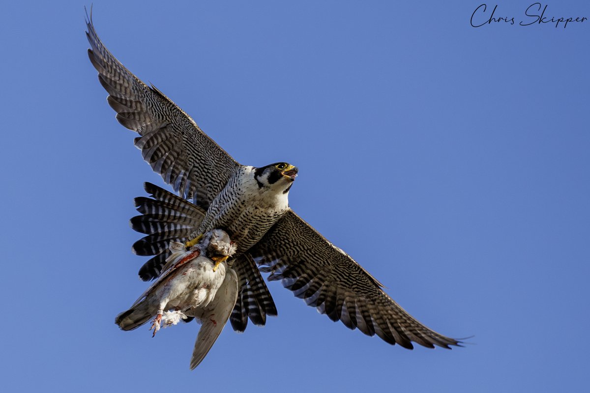 Falcon with prey