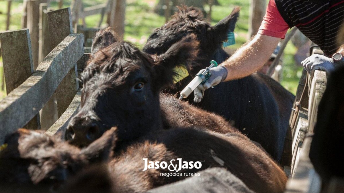 Informamos que la vacunación contra la aftosa es obligatoria para los bovinos nacidos en el segundo semestre de 2024. En 2025, la vacunación se realizará entre el 15 de junio y el 15 de julio.