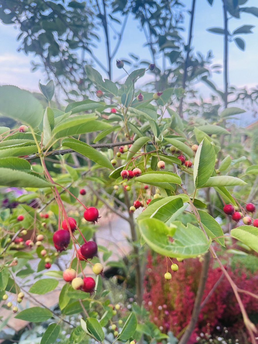 The amelanchier lamarckii tree now has ripening june berries. You can eat them once they’ve turned purple. 

They taste delicious &amp; the birds haven’t clocked on to that yet 😀#GardensHour <a href="/GardensHour/">GardensHour</a>