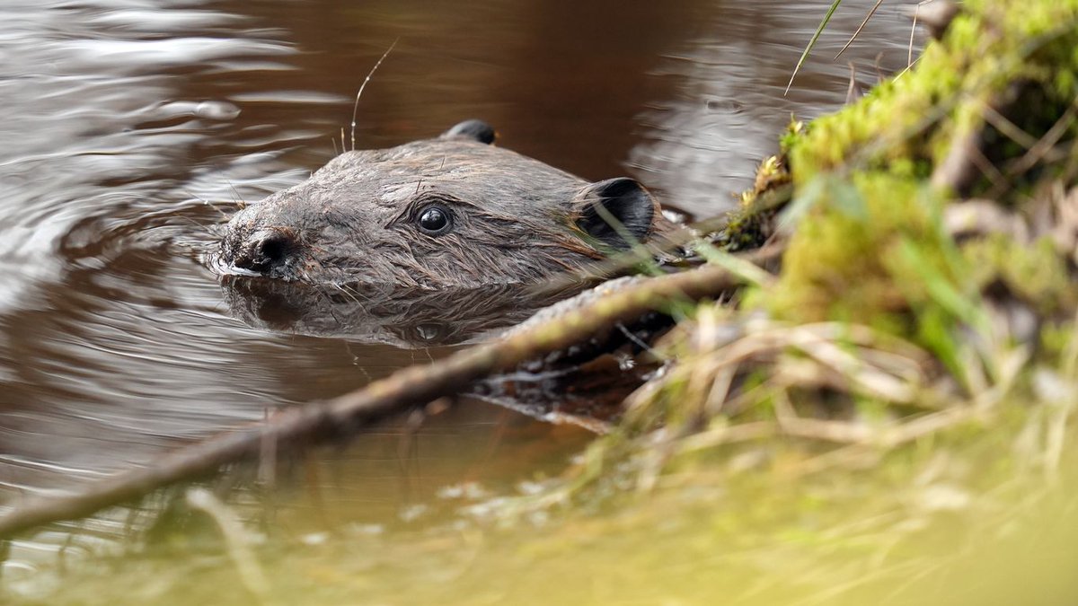 🦫 #Portland’s #wetlands are making a comeback—thanks to beavers. These furry engineers are reshaping creeks, restoring floodplains, and inviting wildlife back home. ow.ly/LcRJ30sNl2R

Sign up for #BCWaterNews for more fun stories like this!