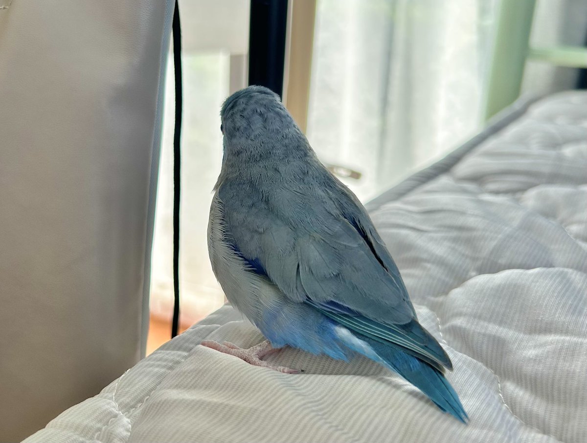 でっかく見える30g