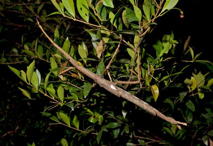 Zootaxa's tweet photo. A new giant species of Acrophylla Gray, 1835 (#Phasmida: #Phasmatidae: #Phasmatini) from the highlands of the Wet Tropics, #Queensland, #Australia.
#taxonomy
#newspecies
https://t.co/VzXeOc8qgI https://t.co/tRORXQ2wJU