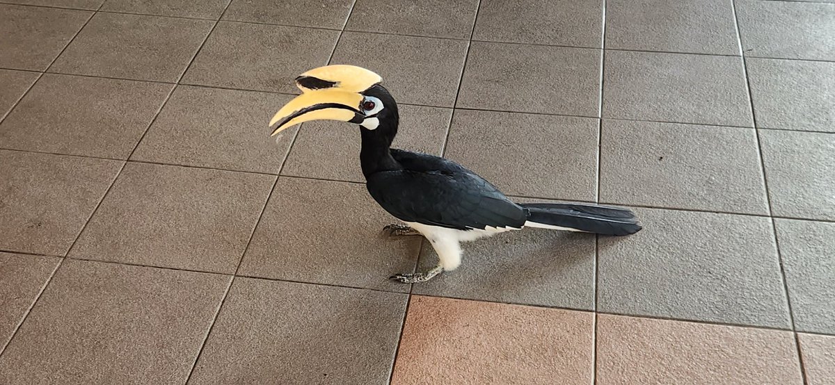 skydegencall's tweet photo. Saw a different kind of bird while I was having breakfast. 👍 https://t.co/Ohsi6HVWeF