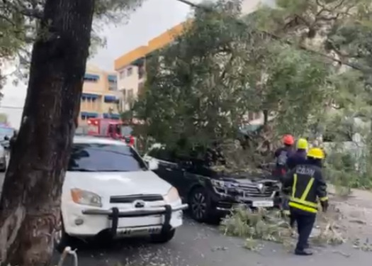 Un árbol cayó sobre un vehículo la tarde de este lunes en la avenida Doctor Delgado, en el Distrito Nacional, luego de que un camión lo impactara mientras transitaba por la zona.

Visita nuestro canal de YouTube: 
🤳 youtube.com/@ElNuevoDiario…

#ElNuevoDiarioRD