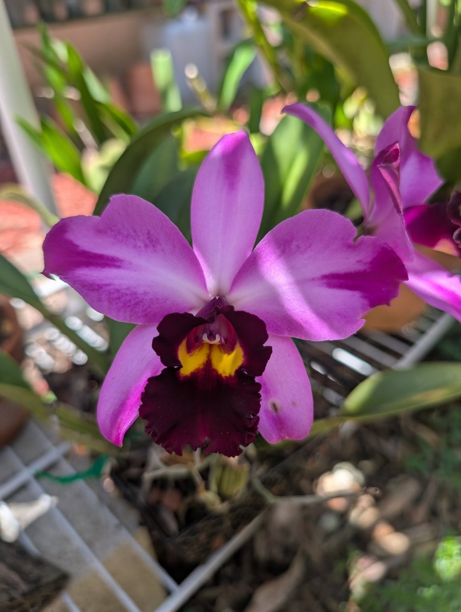 orchids2c's tweet photo. Surprise bloom in the shade this morning.

NOID https://t.co/qoezSGD2J4