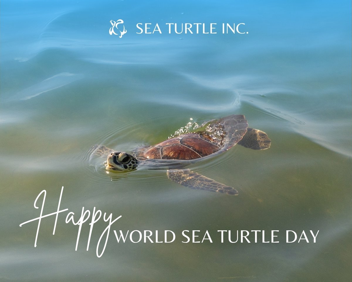 Happy Sea Turtle World Day! 🌍🐢 Join us at Sea Turtle Inc. as we celebrate these amazing ocean ambassadors and continue our mission to protect and preserve them for generations to come. 💙🌊
