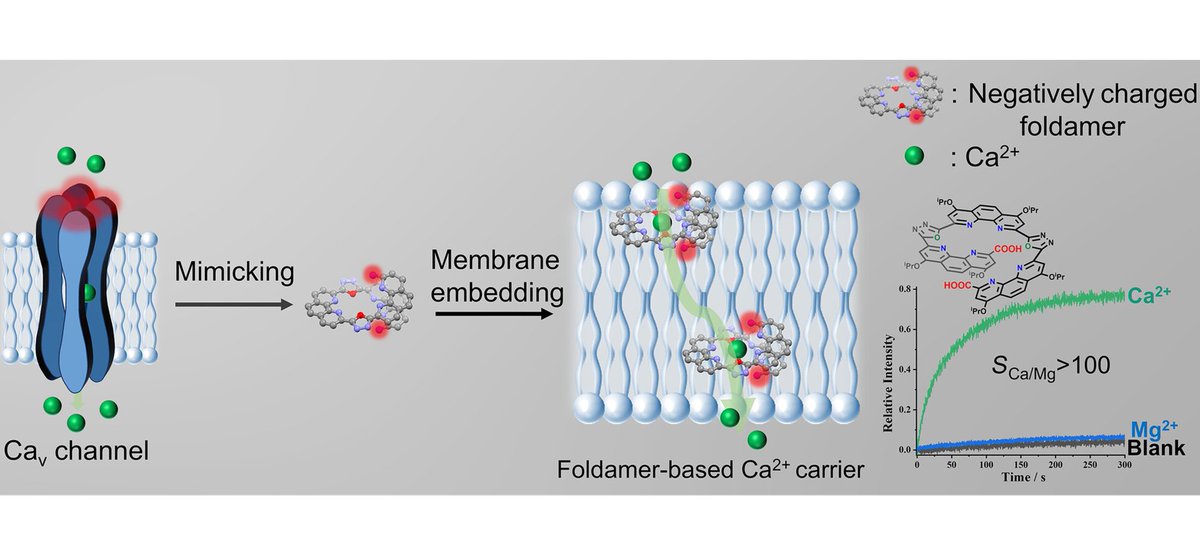 Artificial Foldamer-Based Calcium Ion Carriers with High Ca2+/Mg2+ Selectivity Ratio
<a href="/foldamers_Bdx/">Symposium on Foldamers</a> 

doi.org/10.1002/cjoc.7…