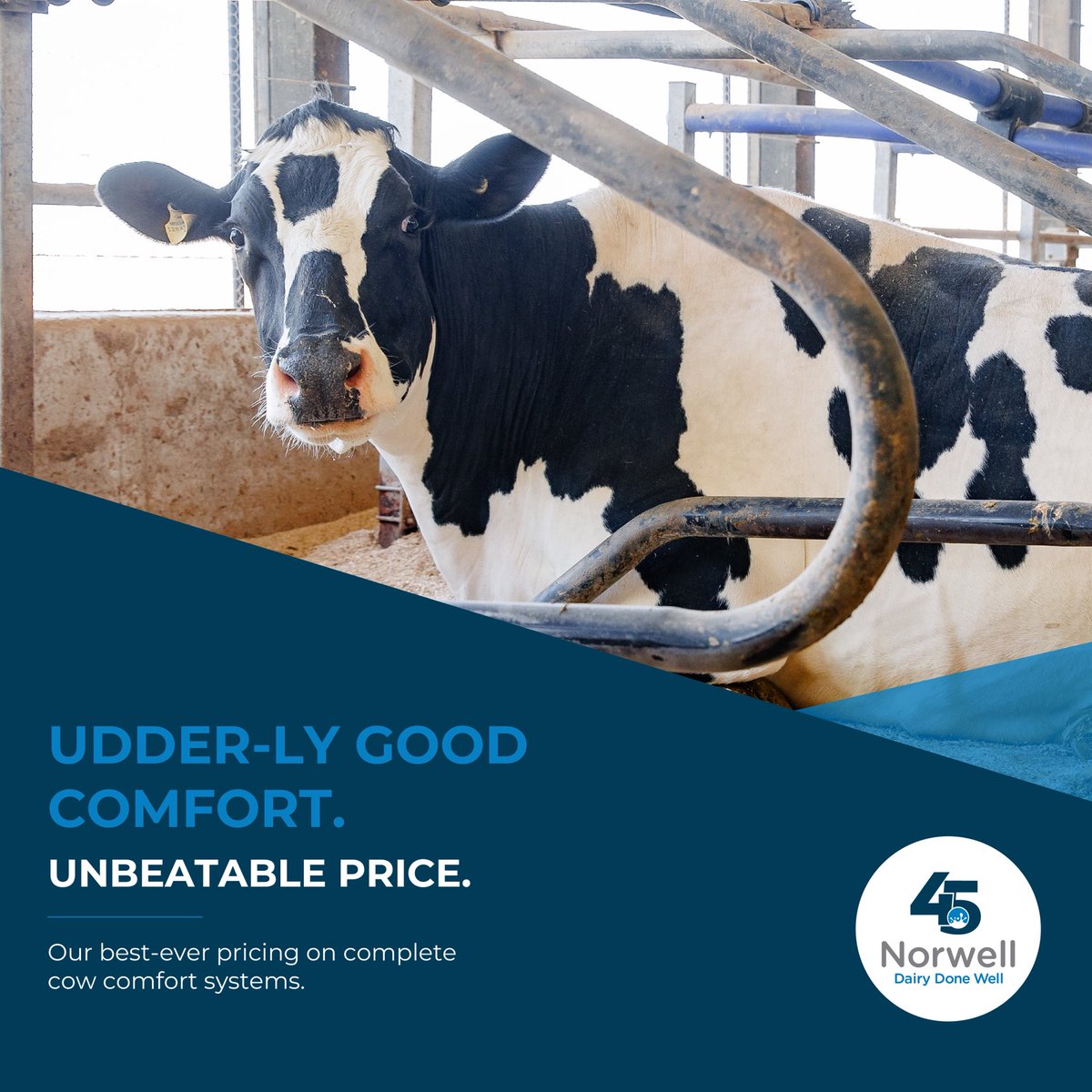 PSSST, Did you hear?! Norwell is 45 years old!!

It’s true, we’ve been in barns and on farms with producers for 45 years — and it’s all thanks to you. 

Your trust and partnership have 
been the foundation of our success.

To celebrate this milestone, we’ve teamed up with Promat