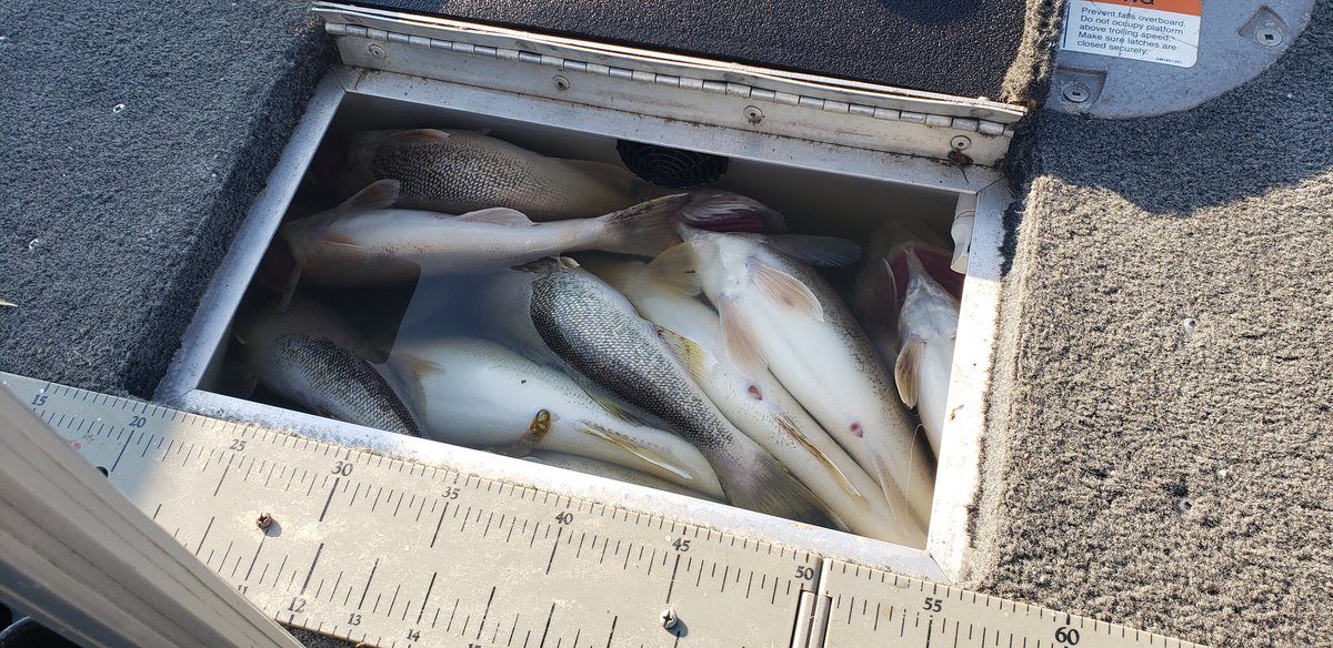 JaredK's tweet image. 1st time to Lake of The Woods and it did not disappoint. Will be going back in the near future for sure.
#hooked