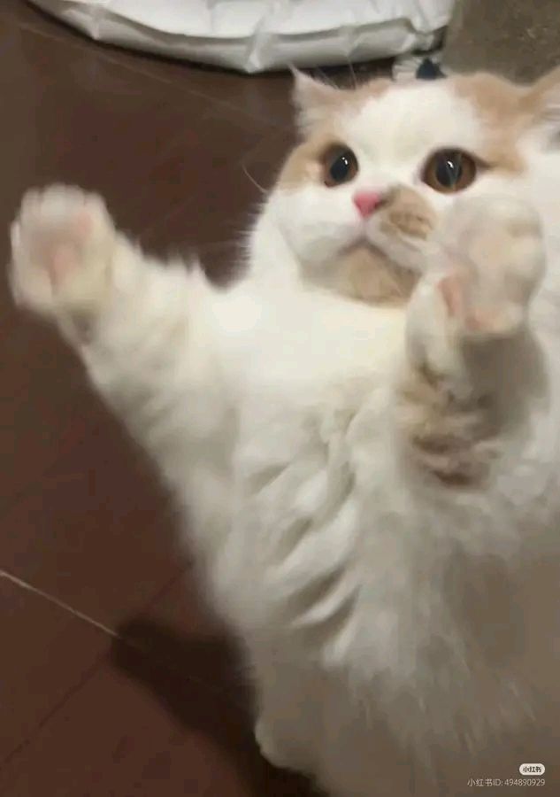 Cats all the way tweet media