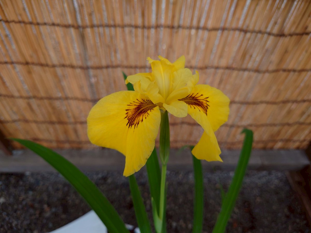 Tokyoiris_assoc's tweet photo. おかげさまで第62回奉納花菖蒲展は
たくさんの方に愛でて頂きつつ無事閉幕致しました！
新たに会員もお迎えでき、来年の奉納花菖蒲展が今から楽しみです！
#東京花菖蒲会
#靖国神社 
#花菖蒲 https://t.co/kMrqCS0Ius