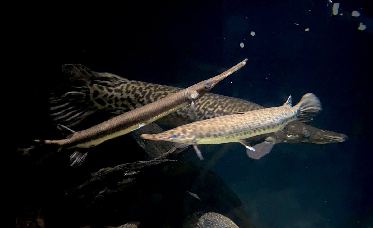 ヨルモ (@yorumoasamo) / Posts / X