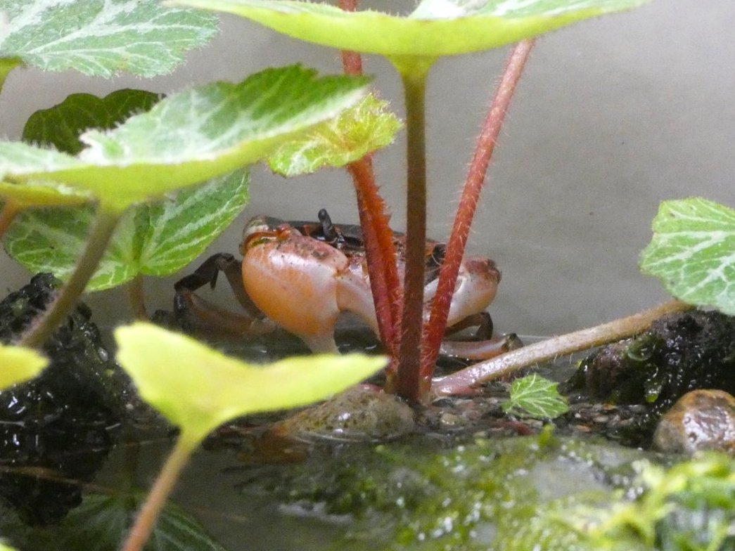 #あさいち文化園
おはようございます。

隙間からチラッ…🦀
水生物館より、朝の #サワガニ の様子をおとどけします。

隠れ上手のサワガニ。体がひらべったく、岩や葉陰にもぐりこみます。ご来園の際はさがしてみてくださいね。

今日もよい一日でありますように。
#朝の動物園　#文化園の動物たち