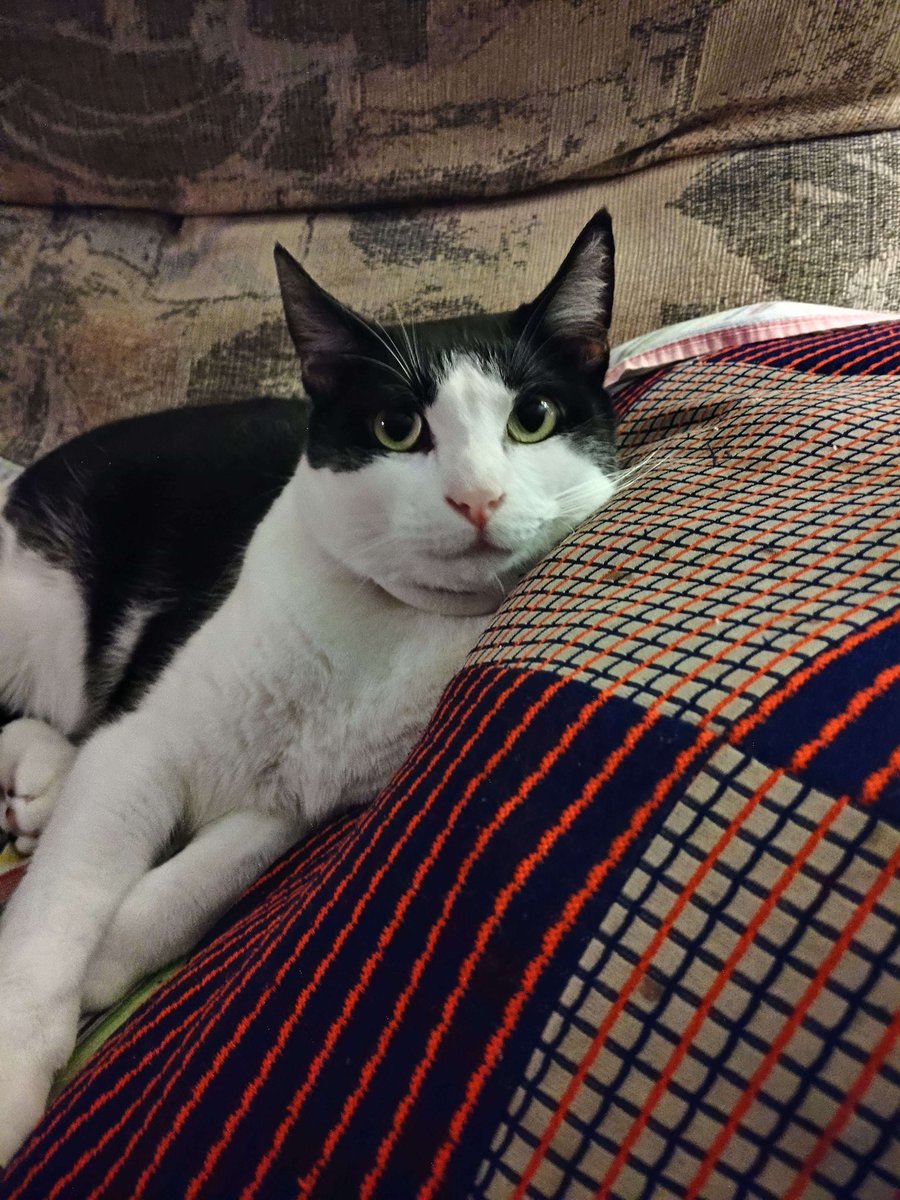 PletcherStacy's tweet photo. @DavidCoverdale I just wanted to send a shoutout and let you know “The Deeper the Love” hit me in a very different way when I heard it today. I had to put my cat Koschei down on Friday, and the song was exactly what I needed in that moment. Thank you. https://t.co/JtWd0iHskr