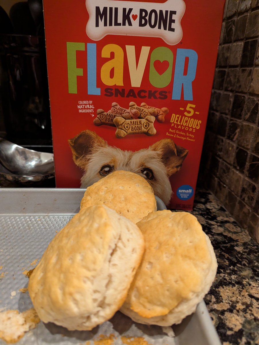 Everyone loves biscuits! #dogs