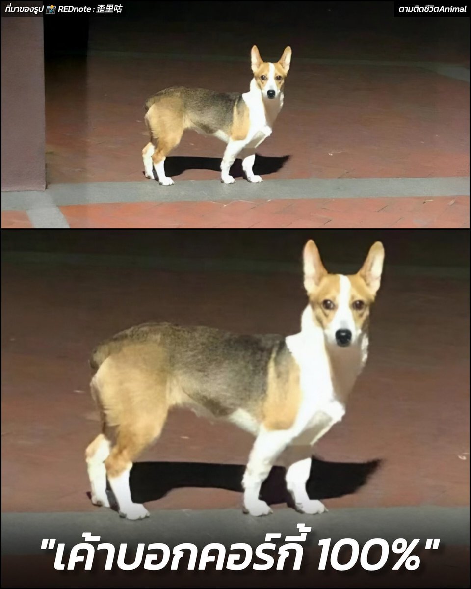 คอร์กี้รุ่นขายาว ❎
คอร์กี้รุ่นคุณพ่อตีแม่ ✅
อาณาจักรสัตว์โลก มีม&amp;สาระ By ตามติดชีวิตAnimal 
เจ้าของน้องหมาชาวจีนคนหนึ่งได้โพสต์ภาพพร้อมเรื่องราวสุดปั่นของน้องหมาที่ตัวเองรับมาเลี้ยงผ่านออนไลน์ โดยตอนนั้นผู้ขายยืนยันว่า “คอร์กี้แท้ 100%” แถมราคาก็ย่อมเยา
