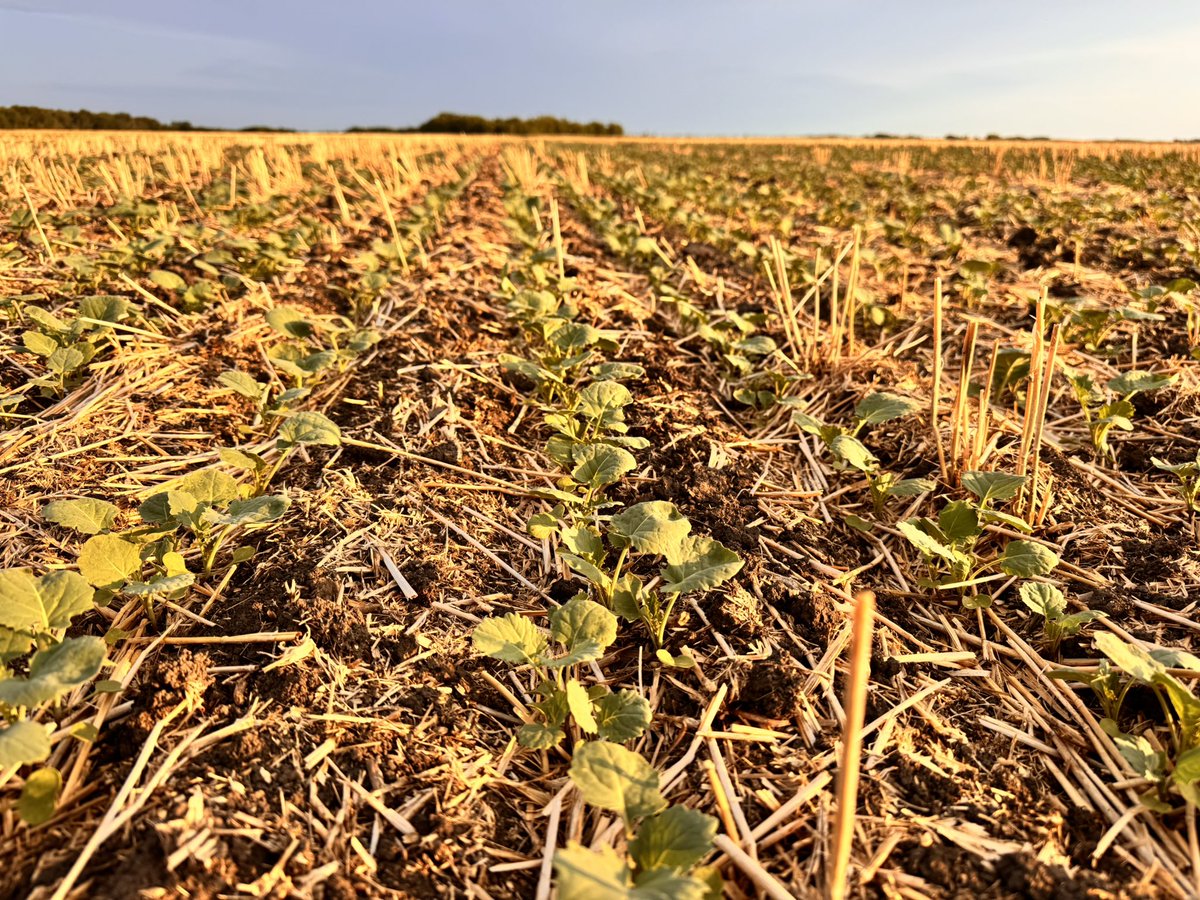Ron Rabe (@aggeez28) on Twitter photo In order: DK800LL, DK801LL, DK400TL and DK401TL looking fantastic at. Clearwater, MB tonight! See the results this fall!
#AgronomistLife <a href="/Bayer4CropsCA/">Crop Science Canada</a> <a href="/DEKALB_Canada/">DEKALB Canada</a> #Plant25 In order: DK800LL, DK801LL, DK400TL and DK401TL looking fantastic at. Clearwater, MB tonight! See the results this fall!
#AgronomistLife <a href="/Bayer4CropsCA/">Crop Science Canada</a> <a href="/DEKALB_Canada/">DEKALB Canada</a> #Plant25