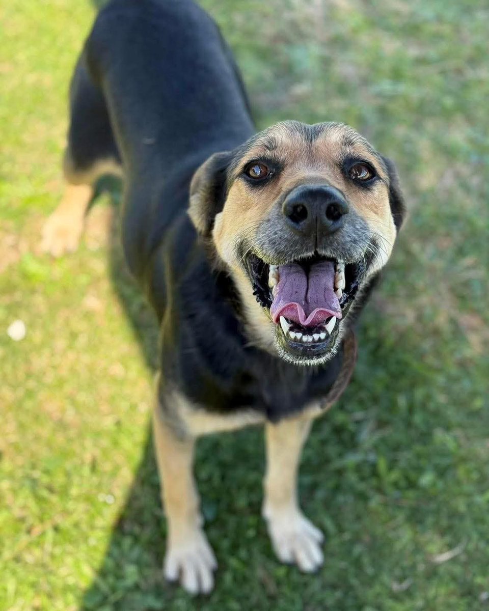 El Campito Refugio (@elcampito) on Twitter photo 😍 MIREN A LULÚ 😍
Esta dulce jovencita busca una familia que la ame como siempre ella soñó.
Una chica joven, amigable, un poco tímida pero suuuuper compañera.
Busca un humano o humana a quien alegrar los días.
Enamorate y escribinos a adoptantesdelcampito@gmail.com 🐾 😍 MIREN A LULÚ 😍
Esta dulce jovencita busca una familia que la ame como siempre ella soñó.
Una chica joven, amigable, un poco tímida pero suuuuper compañera.
Busca un humano o humana a quien alegrar los días.
Enamorate y escribinos a adoptantesdelcampito@gmail.com 🐾