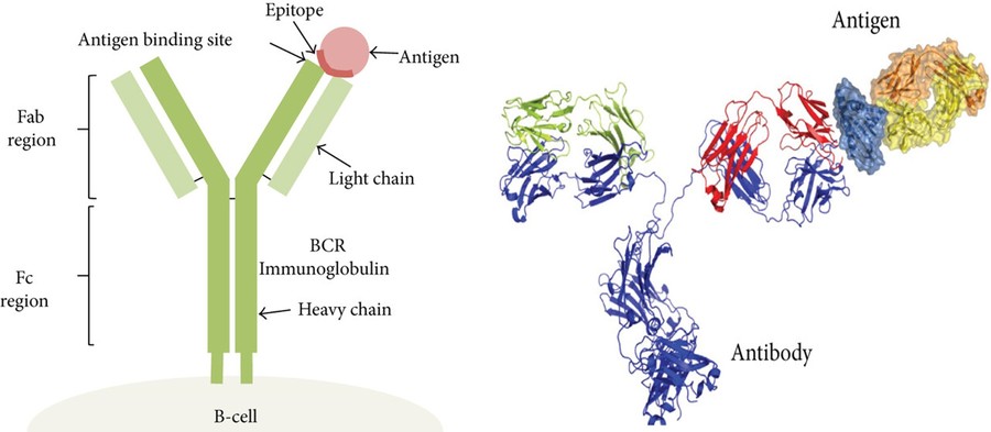 CreBiostructure's tweet image. Which epitope mapping method is best for your project? From ELISA to Cryo-EM, we compare them all in one guide.
Read now → creative-biostructure.com/resource-compa…
We offer expert B/T cell mapping services to power your research.
#epitopemapping #biotech