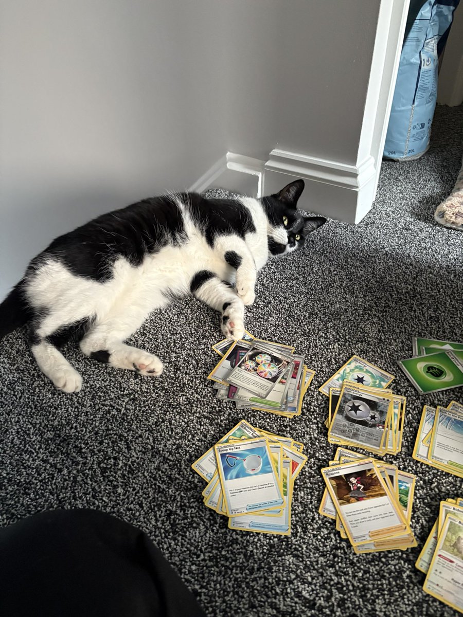 Jet lag be lagging 
Home but can’t sleeeeep. 
NAIC you were incredible thanks again to everyone who said hi 🥰🥹
Peri is happy I’m home, she “helped” me organise some cards earlier when I was too sleepy to do much else….