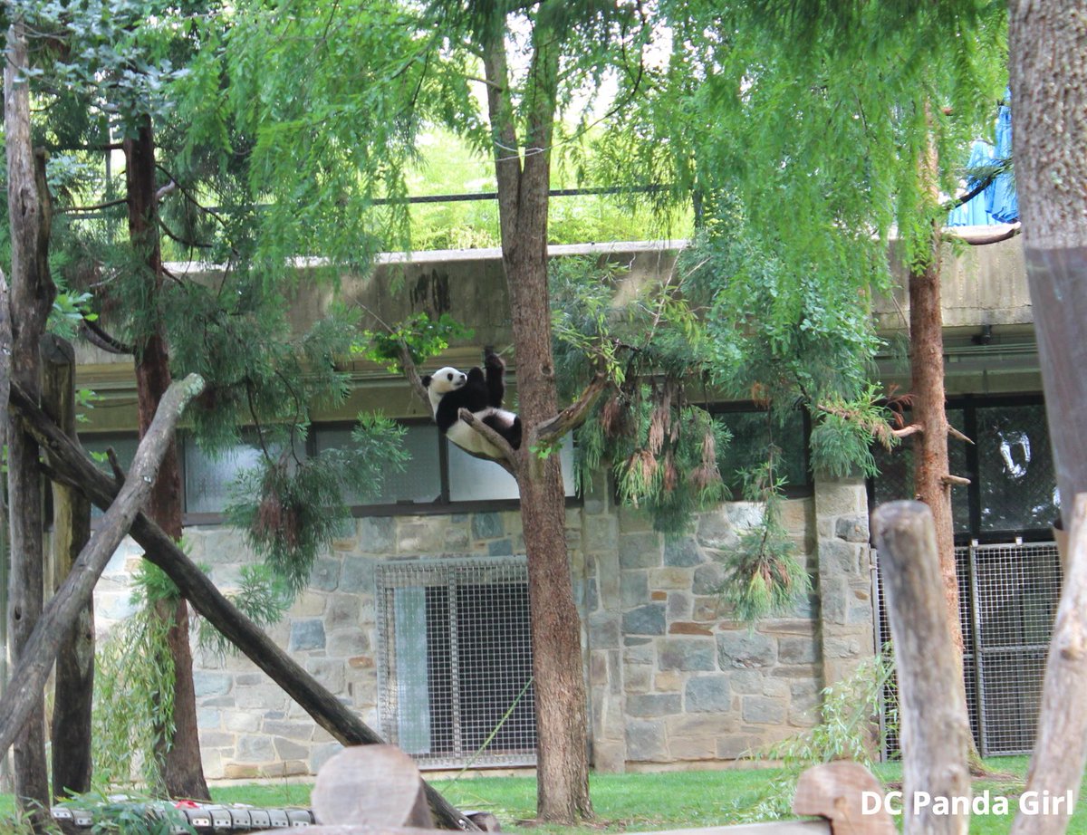 Qing Bao loves her pink jolly ball 🐼🥰💞 New YouTube video: youtu.be/nYNVRkZDGug?si… <a href="/NationalZoo/">National Zoo</a> #pandas #panda #giantpanda