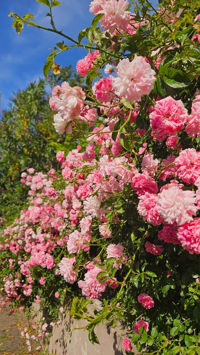 Gece gece çiçeklenelim bari