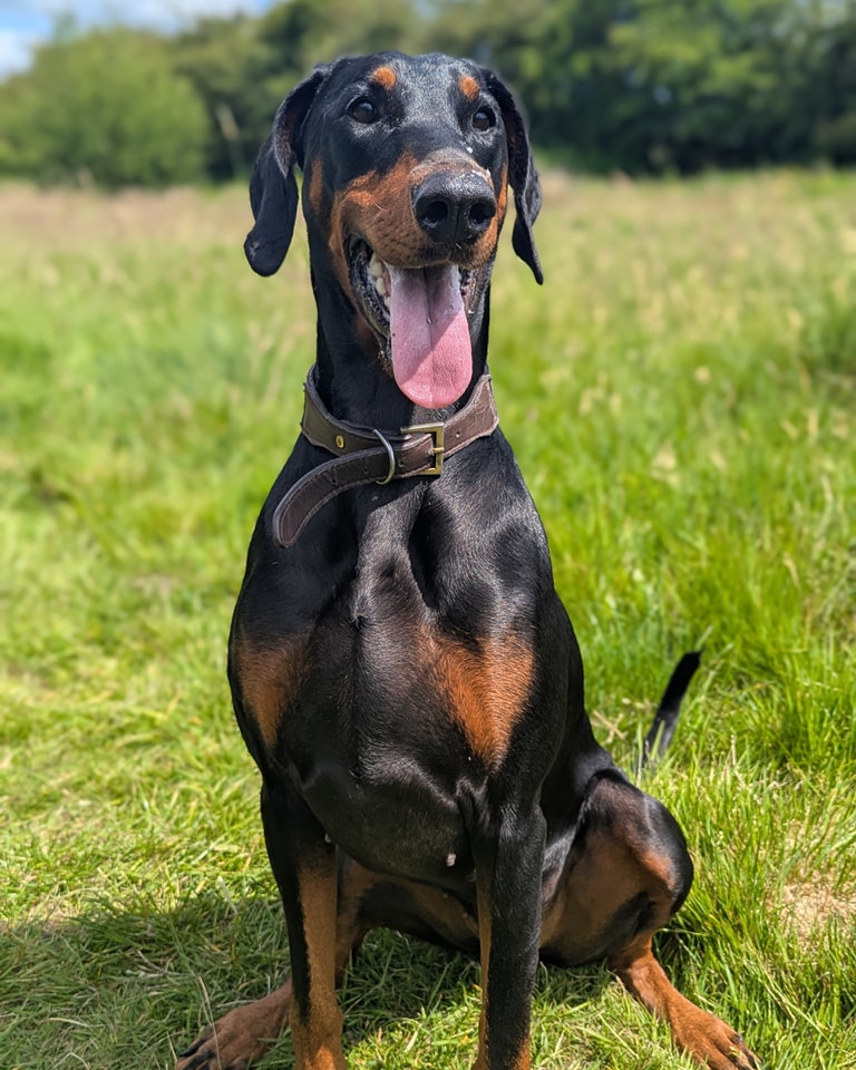 UkRescue's tweet image. 4 year old Enya is a dazzling dog with a heart of gold and a mind that loves a challenge. This super clever girl thrives when she’s learning new tricks, sniffing out hidden treats, or chasing her ball. Her recall is stellar, and she’s at her happiest when she’s using her brain!…