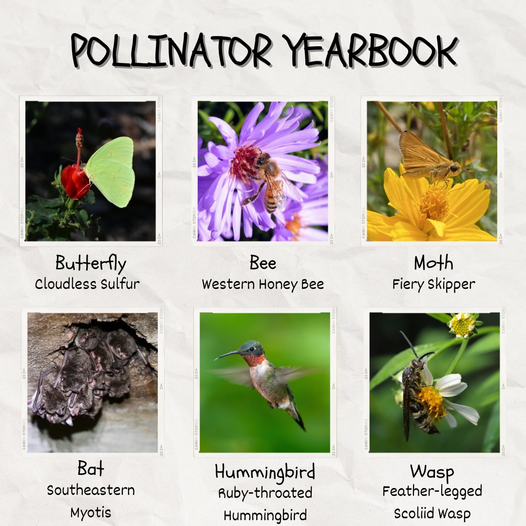 Today for Pollinator Week we have a
Pollinator Yearbook! There's many different kinds of
pollinators beyond insects, and we have all kinds here
on campus. Let us know what kinds of pollinators
you've seen around the Arboretum!🦇🌺🐝 Tag us
&amp; share on our iNaturalist Bioblitz too!