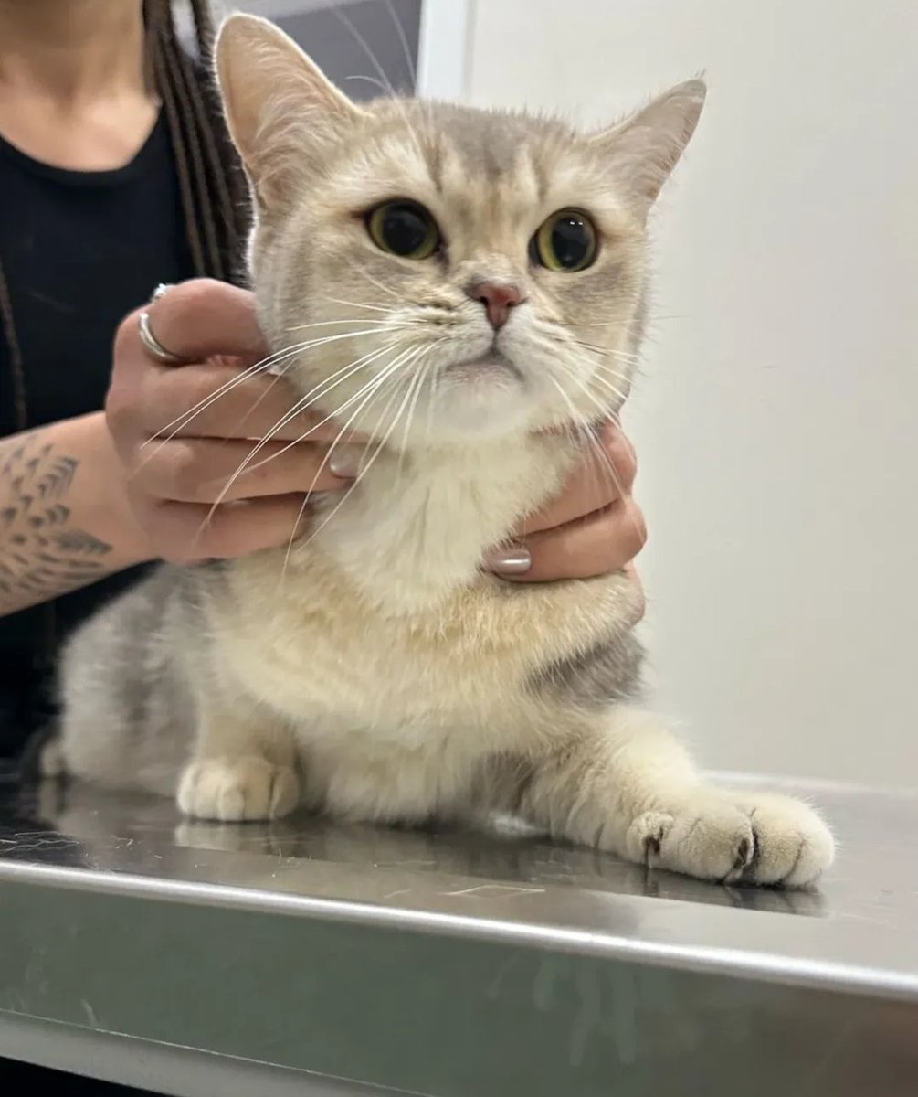 Çok acil tek kedi olacağı bir yuva arıyorum 
Çok uzun zamandır kafeste
Çok stres oldu
Kendi zamanla açılan sevdiren bir kedi
Onu anlayacak, ruhunun yaralarını saracak bir insana ihtiyacı var
Sokakta bulunmuştu.
Kısır 
Dişi 
1-2 yaş arası 

İSTANBUL