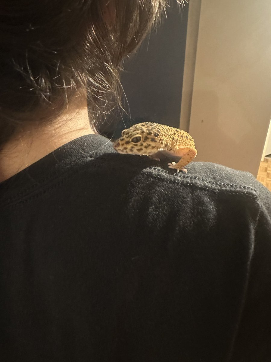 held_roman's tweet photo. @Eclair1408 Unser kleiner Schultergecko 🧡 (sie mag es sehr gerne am Rücken entlang rumzklettern xD) https://t.co/qV8FU5PPcT