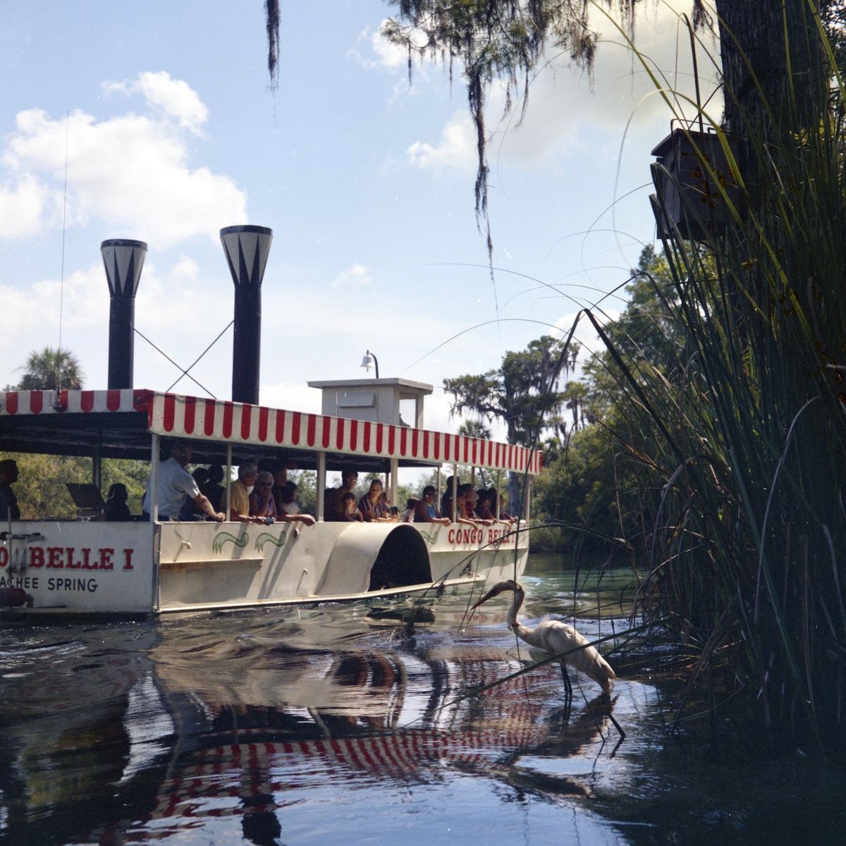 Florida Memory (@flmemory) on Twitter photo Four vivid color photos from <a href="/WeekiWacheeSpgs/">Weeki Wachee Springs State Park 🧜🏻‍♀️</a>, 1971 - 1973. Discover more photography documenting the evolution of the famed Florida roadside attraction and state park in the Bruce Mozert photographic collection. ✨ Four vivid color photos from <a href="/WeekiWacheeSpgs/">Weeki Wachee Springs State Park 🧜🏻‍♀️</a>, 1971 - 1973. Discover more photography documenting the evolution of the famed Florida roadside attraction and state park in the Bruce Mozert photographic collection. ✨