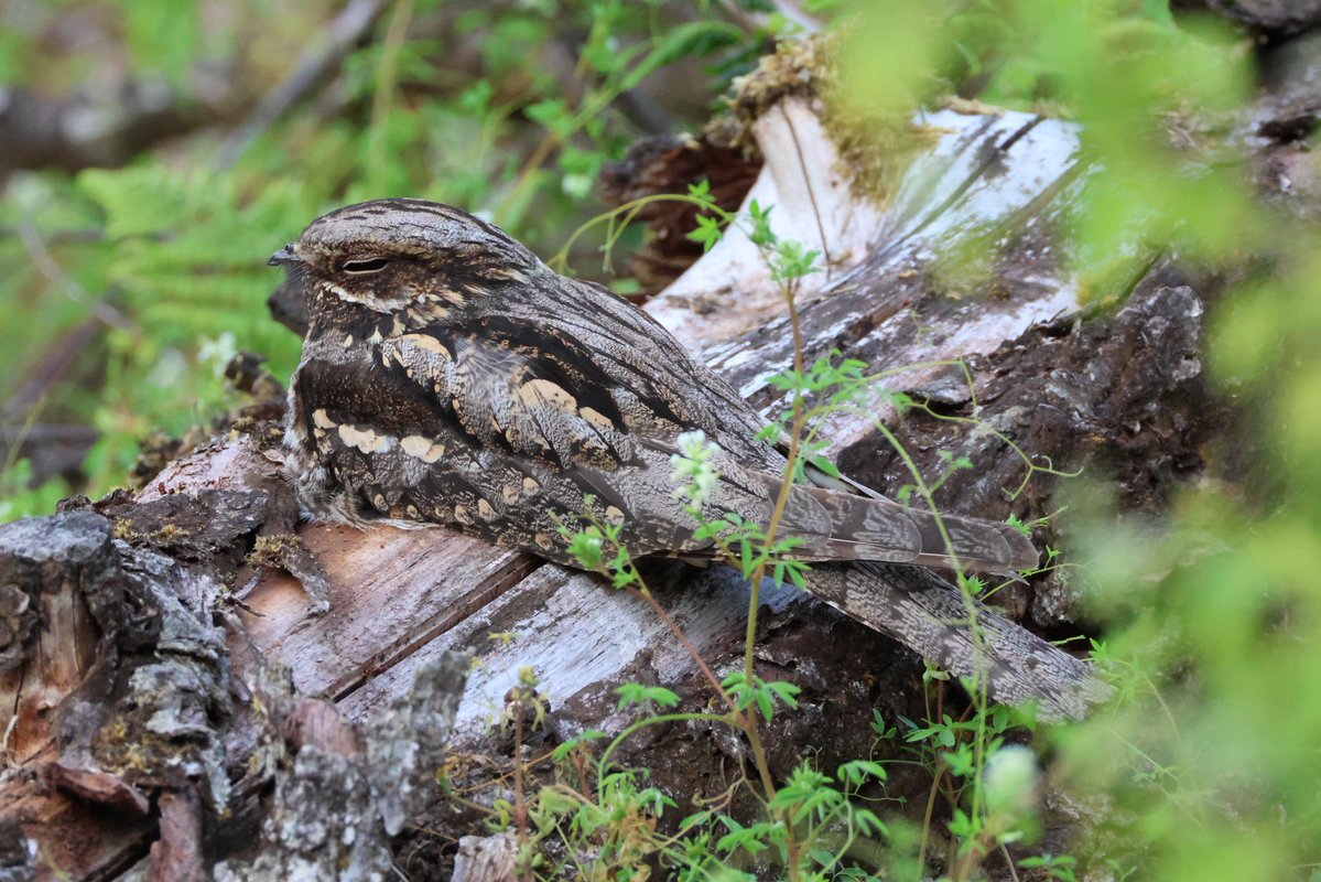 Andrew Wappat (@andrewwappat) on Twitter photo Nightjar, Wykeham Forest.
Late this evening, at a deserted viewpoint. A break from waiting for a very elusive Ortolan bunting. Thanks to <a href="/deanbrooks/">dean paul brooks</a> for OB relocation and Phil H for original OB find Wednesday. <a href="/nybirdnews/">NorthYorksBirdNews</a> <a href="/teesbirds1/">teesbirds</a> <a href="/NorthYorkMoors/">North York Moors NP</a> <a href="/Natures_Voice/">RSPB</a> Nightjar, Wykeham Forest.
Late this evening, at a deserted viewpoint. A break from waiting for a very elusive Ortolan bunting. Thanks to <a href="/deanbrooks/">dean paul brooks</a> for OB relocation and Phil H for original OB find Wednesday. <a href="/nybirdnews/">NorthYorksBirdNews</a> <a href="/teesbirds1/">teesbirds</a> <a href="/NorthYorkMoors/">North York Moors NP</a> <a href="/Natures_Voice/">RSPB</a>