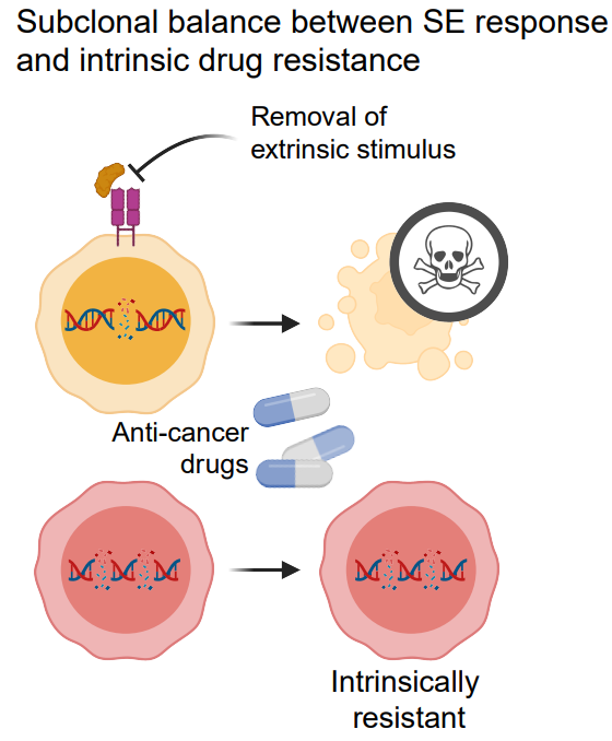 Elizabeth McKenna (@elizsmckenna) on Twitter photo Now online in <a href="/CD_AACR/">Cancer Discovery</a>: Divergent Evolution of Malignant Subclones Maintains a Balance Between Induced Aggressiveness and Intrinsic Drug Resistance in T Cell Cancer - by <a href="/TerkildB/">Terkild Brink Buus</a>, Niels Ădum and colleagues doi.org/10.1158/2159-8⌠<a href="/UCPH_Research/">University of Copenhagen Research</a> @skinUCPH Now online in <a href="/CD_AACR/">Cancer Discovery</a>: Divergent Evolution of Malignant Subclones Maintains a Balance Between Induced Aggressiveness and Intrinsic Drug Resistance in T Cell Cancer - by <a href="/TerkildB/">Terkild Brink Buus</a>, Niels Ădum and colleagues doi.org/10.1158/2159-8⌠<a href="/UCPH_Research/">University of Copenhagen Research</a> @skinUCPH
