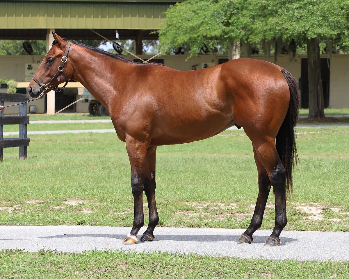 Selling Wednesday... Hip 769, a colt by trending sire KARAKONTIE out of an Into Mischief mare that won early sprinting for Gary Barber.  Breezed 10.1, 21.1, 33.4 (per TBX).  Epic physical specimen.  <a href="/sandra_benow/">Sandra</a> <a href="/Gainesway/">Gainesway</a> <a href="/OBSSales/">OBSSales</a>