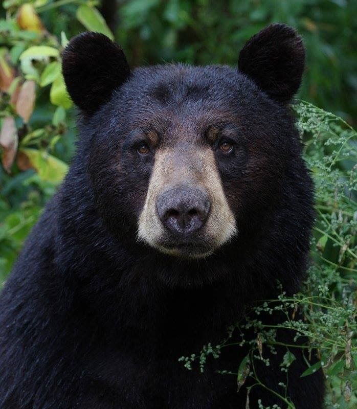 Todo Dia Ursos (@tododiaursos) on Twitter photo 